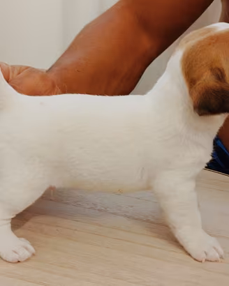 Jack Russell Terrier maschio pelo corto
