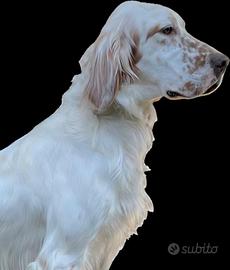 Cuccioli Setter Inglese
