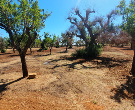 Terreno 2500 mq con 11 alberi di ulivo