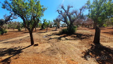 Terreno 2500 mq con 11 alberi di ulivo