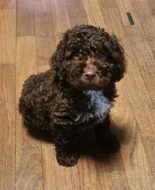 Cucciolo di lagotto