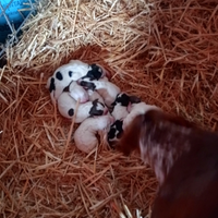 Lagotto bracca/pionter tartufi