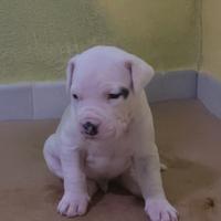 Cuccioli Dogo argentino