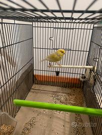 Canarino maschio anellato 2025