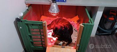 Casa parto x molossoidi