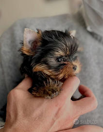 Yorkshire cuccioli taglia piccolissima