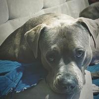 Kenda cucciola pitbull