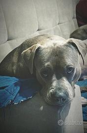 Kenda cucciola pitbull