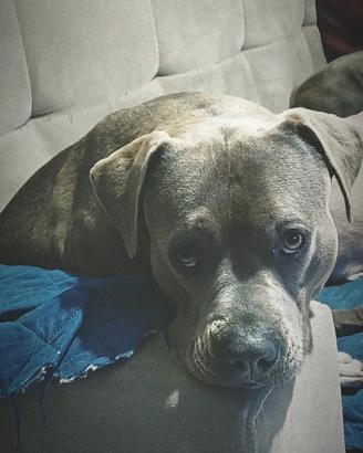 Kenda cucciola pitbull