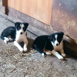 Cuccioli Border Collie 