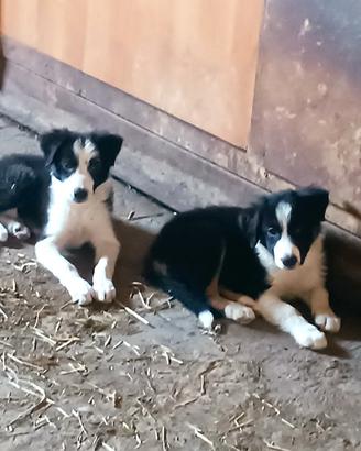 Cuccioli Border Collie 