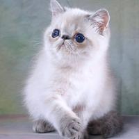 Gattino esotico exotic shorthair