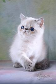 Gattino esotico exotic shorthair