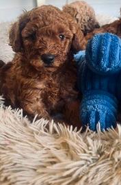 Cuccioli barboncini toy