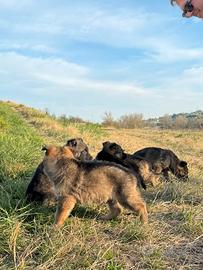 Cuccioli pastore tedesco mix