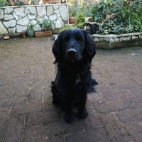 Achille