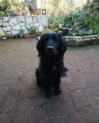 Achille