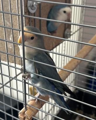 Coppia di inseparabili