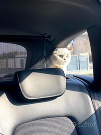 Scottish fold per accoppiamento