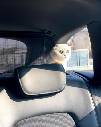 Scottish fold per accoppiamento