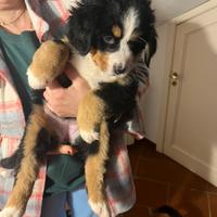 Cucciola bovaro del bernese