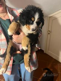 Cucciola bovaro del bernese