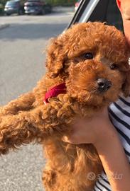 Cucciolo Barboncino Red