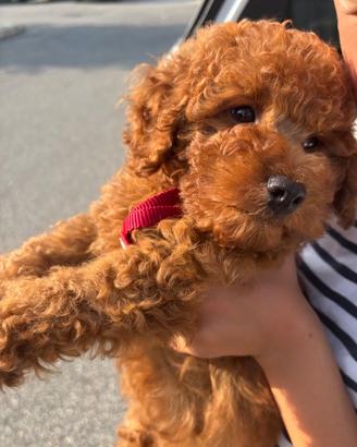 Cucciolo Barboncino Red