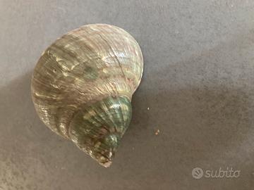 Conchiglia marina