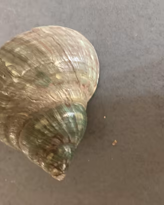Conchiglia marina