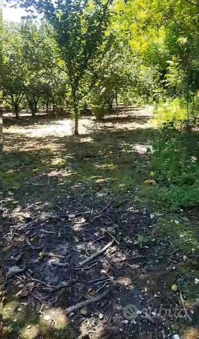 Terreno agricolo 8.000 mq - Cicciano (NA) - Vista 3