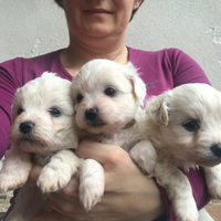 Bichon frise cuccioli