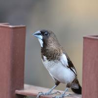 Passero del giappone