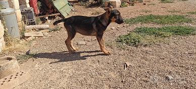 Cuccioli mix pastore tedesco - lupino