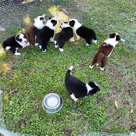 Border collie