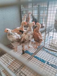Polletti marans