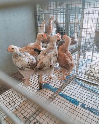 Polletti marans