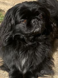 Cucciola di pechinese