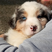 Cuccioli di pastore Australiano