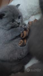 Cuccioli di gatto British