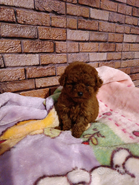 Barboncino Toy Red intenso