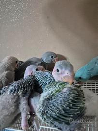 Pappagalli allevati a mano che parlano