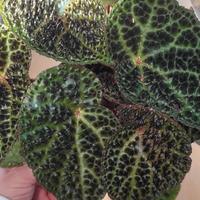 begonia Ferox