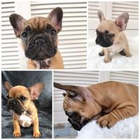 Cuccioli bulldog francesi maschi beige fulvo