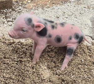 maialini minipig  Juliana 