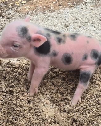 maialini minipig  Juliana 