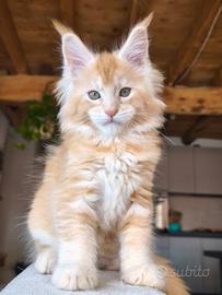 Maine coon
