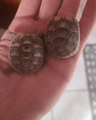 Tartarughe di terra
