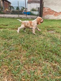 Bracco Italiano