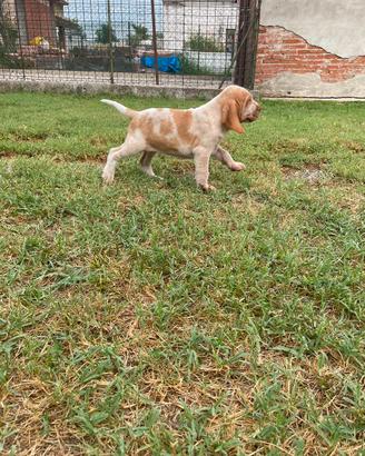 Bracco Italiano